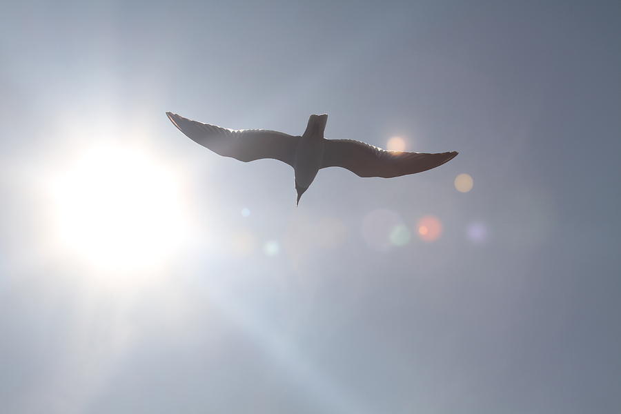 Seagull Photograph - Seagull in Flight 8 by Cathy Lindsey