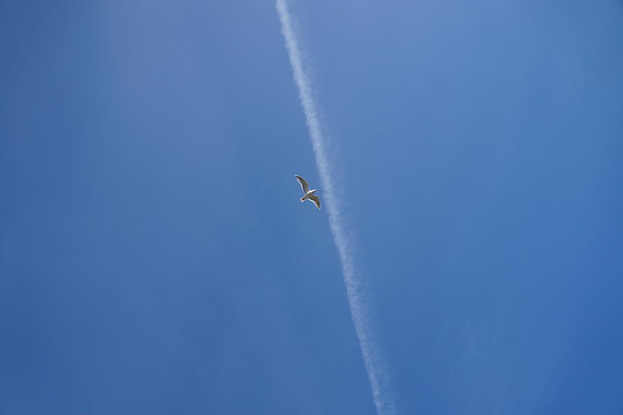 Seagull Photograph - Seagull In Flight by Andrea Osborn Seagull Photograph - Seagull In Flight by Andrea Osborn