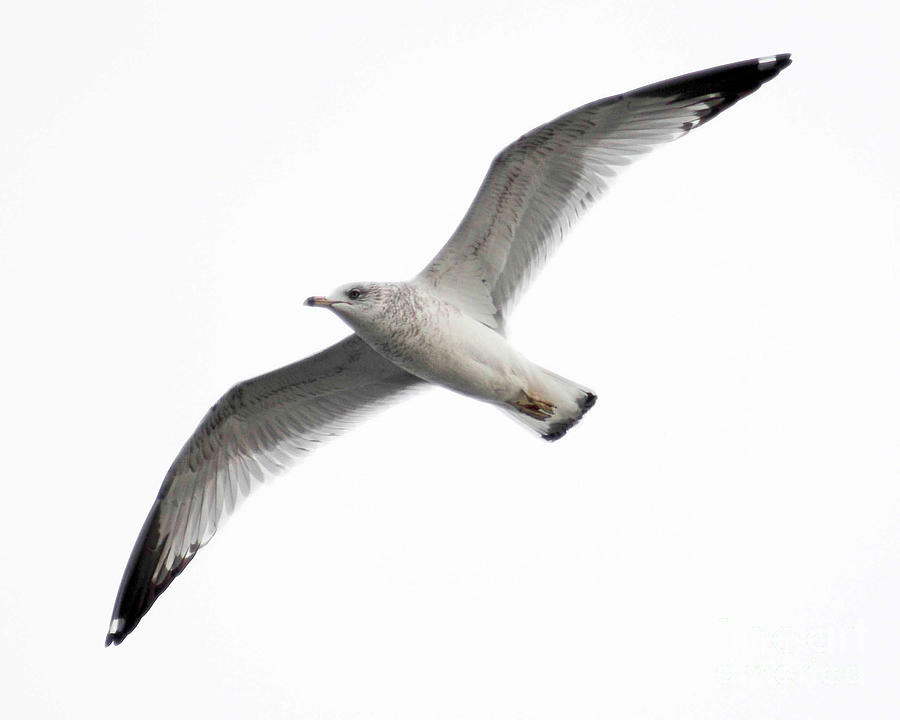 Seagull in Flight Photograph by Anita Oakley
