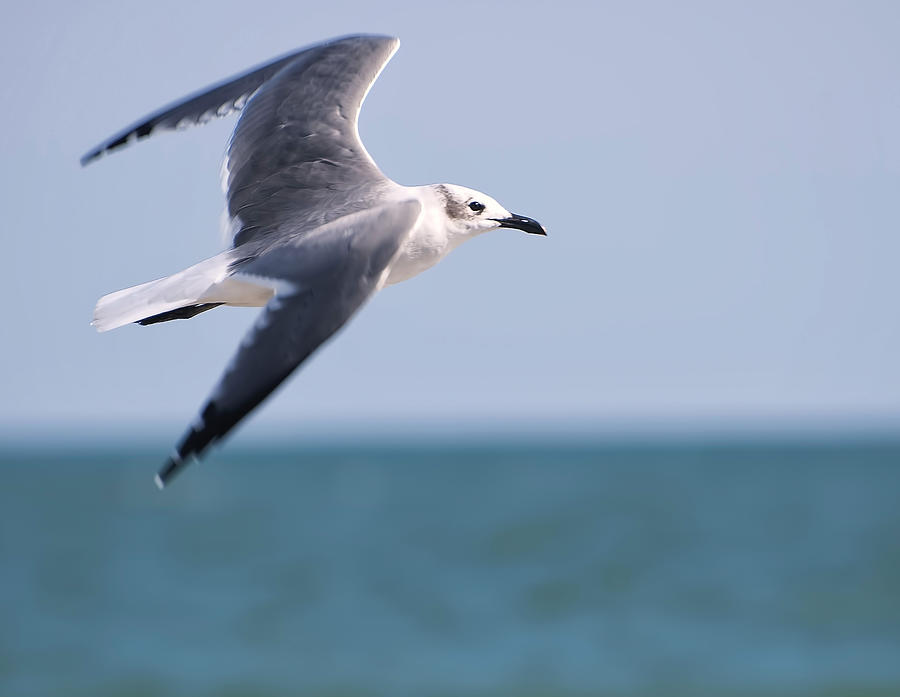 Seagull In Flight Photograph by Flees Photos