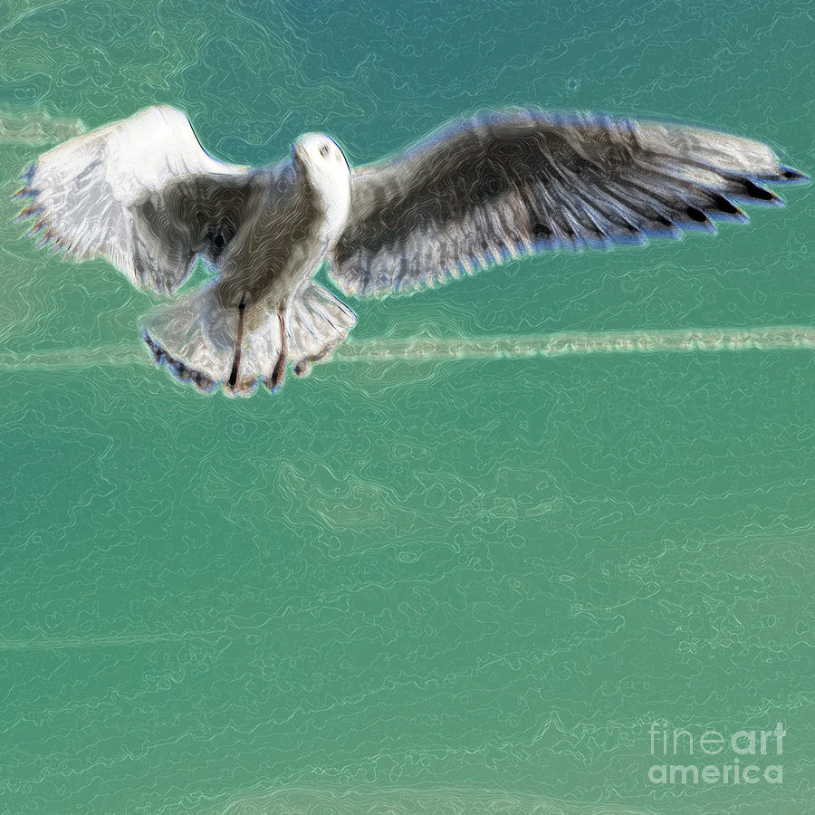 10422 Seagull in Flight Series 1 - 012 Photograph by Colin Hunt