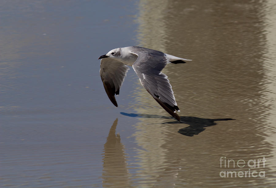 Seagull in Flight Photograph by Douglas Stucky