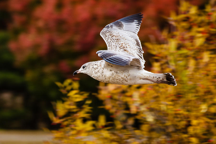 Seagull in flight during Fall Photograph by SAURAVphoto Online Store