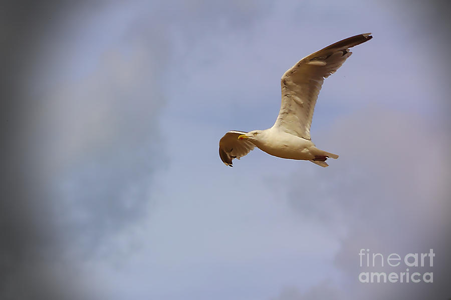 Seagull in Flight Photograph by Jeremy Hayden
