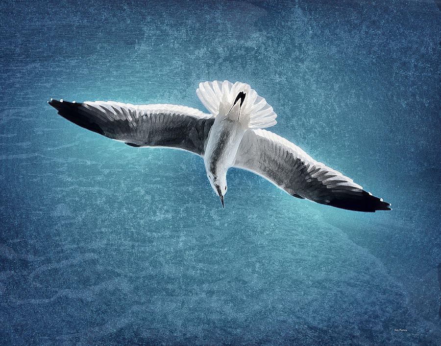Seagull in Flight Photograph by John Pagliuca