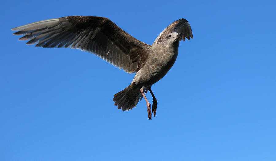 Seagull Photograph - Seagull In Flight by Kami McKeon