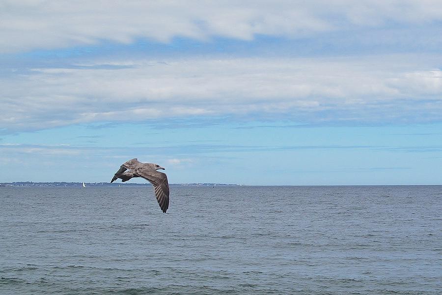 Seagull in Flight Photograph by Loretta Pokorny