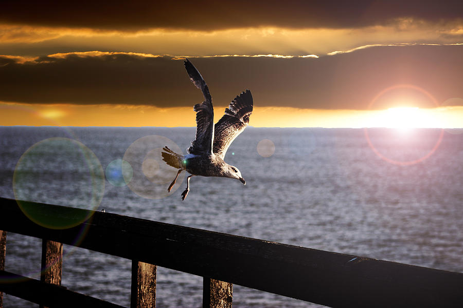 Seagull Photograph - Seagull in Flight by Martin Newman