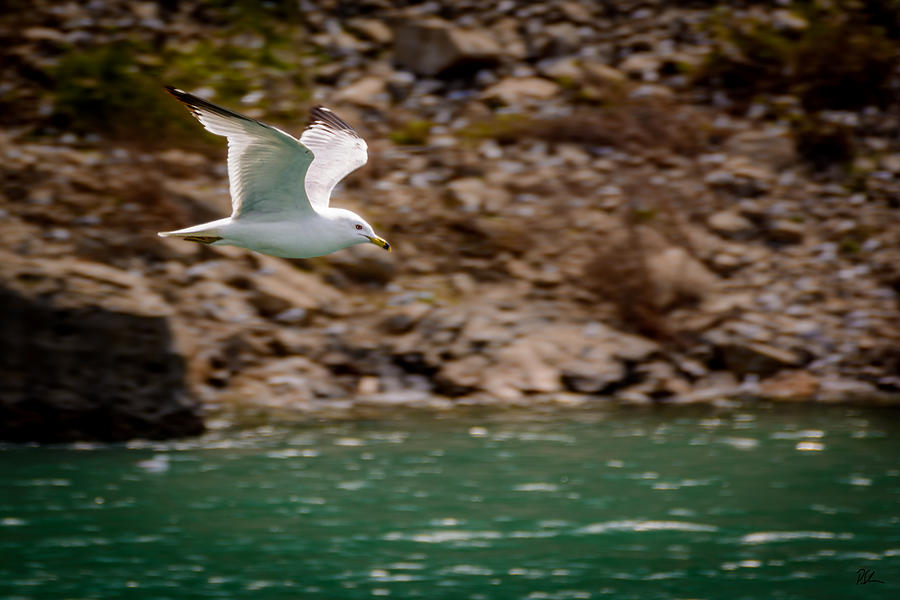 Niagara Falls Photograph - Seagull in Flight by Pat Scanlon Niagara Falls Photograph - Seagull in Flight by Pat Scanlon