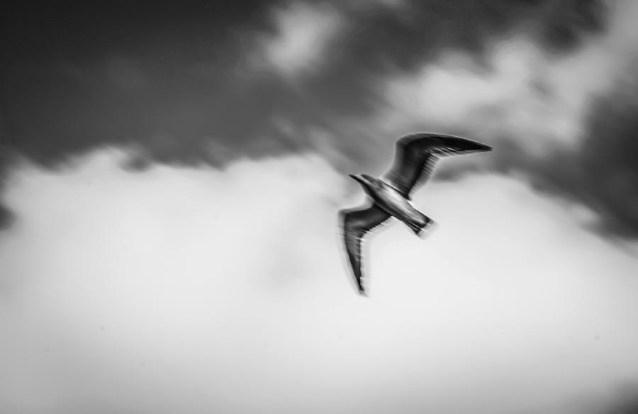 Seagull In Flight Photograph by Ray Congrove