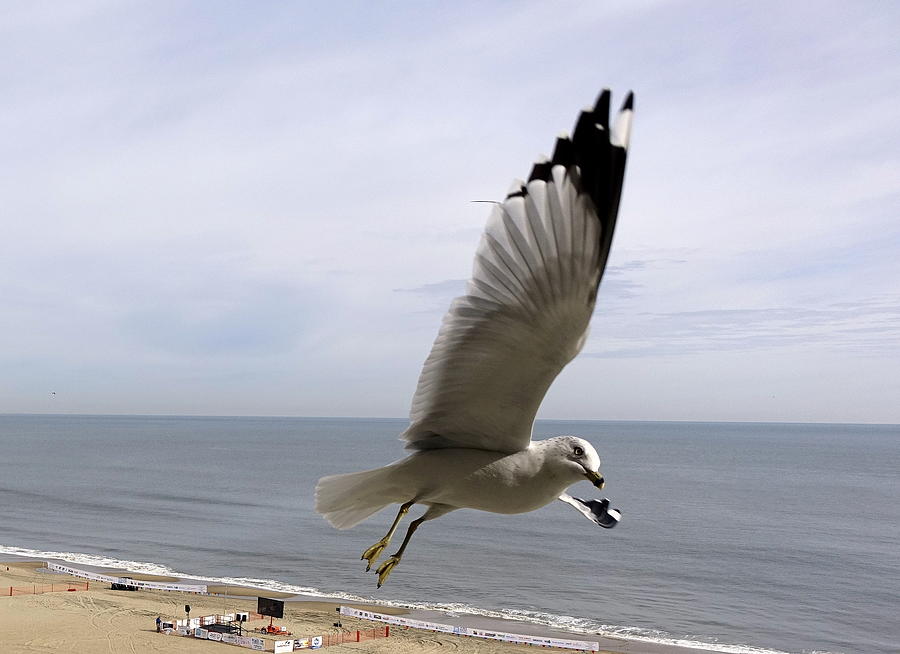 Seagull In Flight Photograph by Rick Rosenshein