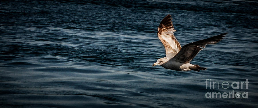 Seagull in Flight Photograph by Ronald Grogan