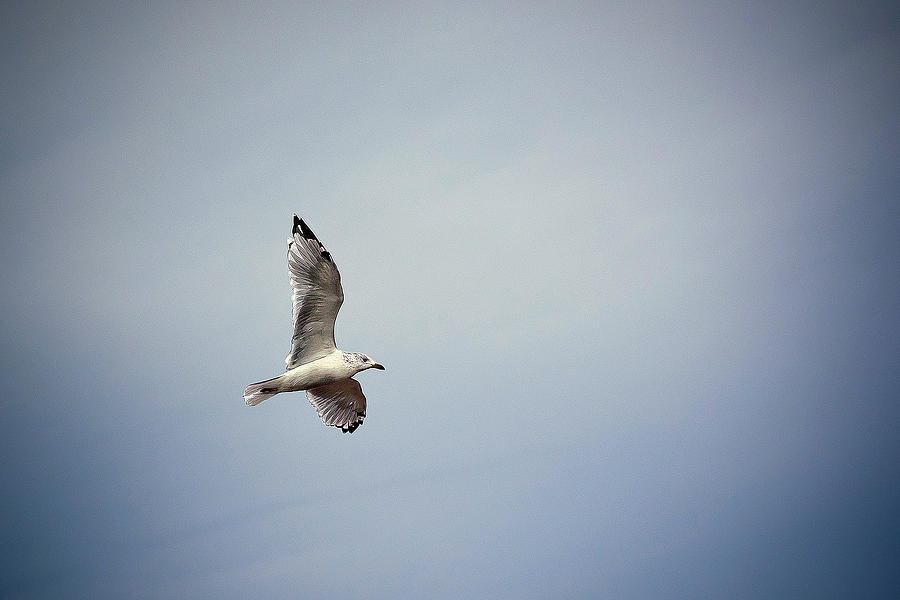 Seagull in flight Photograph by Sennie Pierson