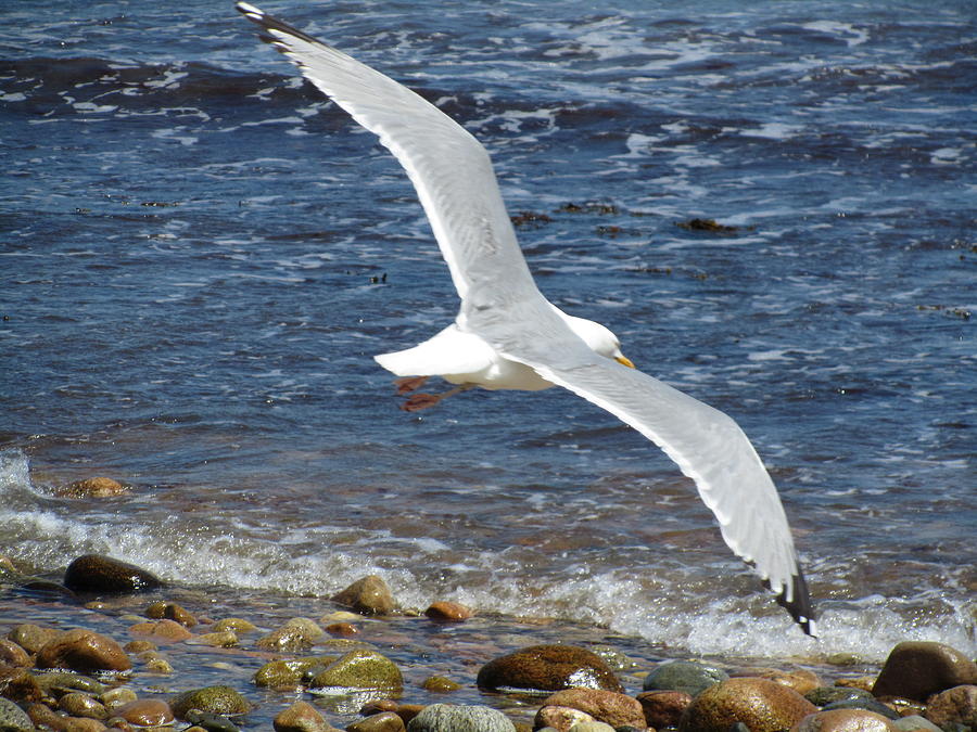 Seagull in Flight Photograph by Tammie Miller