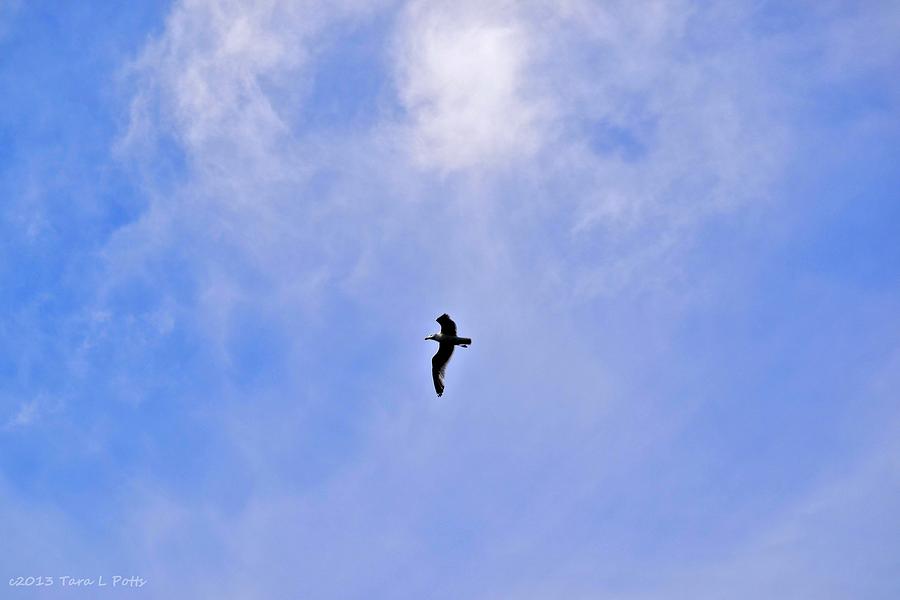 Seagull in Flight Photograph by Tara Potts