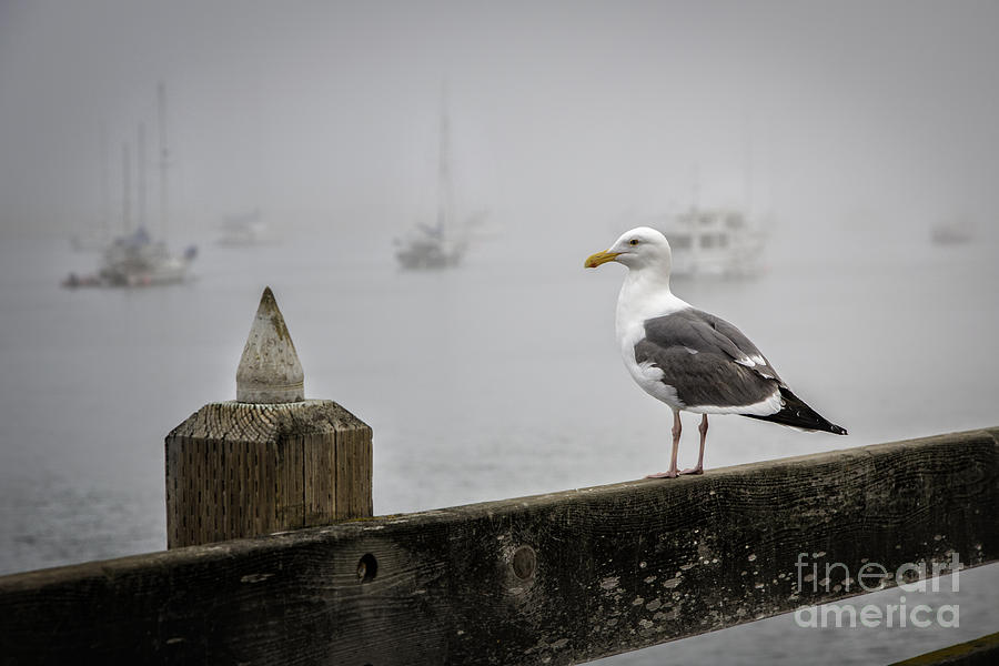 Seagull In Fog 1 Photograph by Timothy Hacker