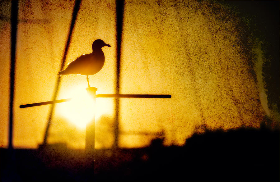 Seagull in Harbor Sunset Photograph by Peter V Quenter
