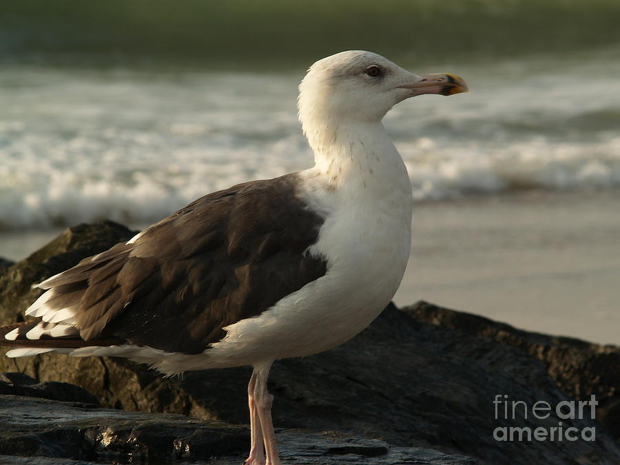 Seagull in Morning - Ocean Grove NJ Photograph by Anna Lisa Yoder