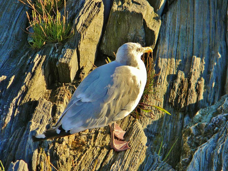 Seagull in Shadow Photograph by Jean Goodwin Brooks