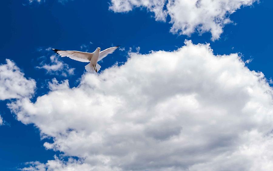 Seagull in the Sky Photograph by Lonnie Paulson