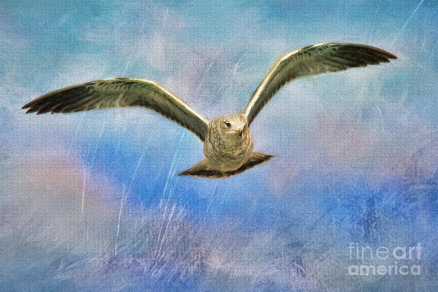 Seagull in the Storm Painting by Deborah Benoit
