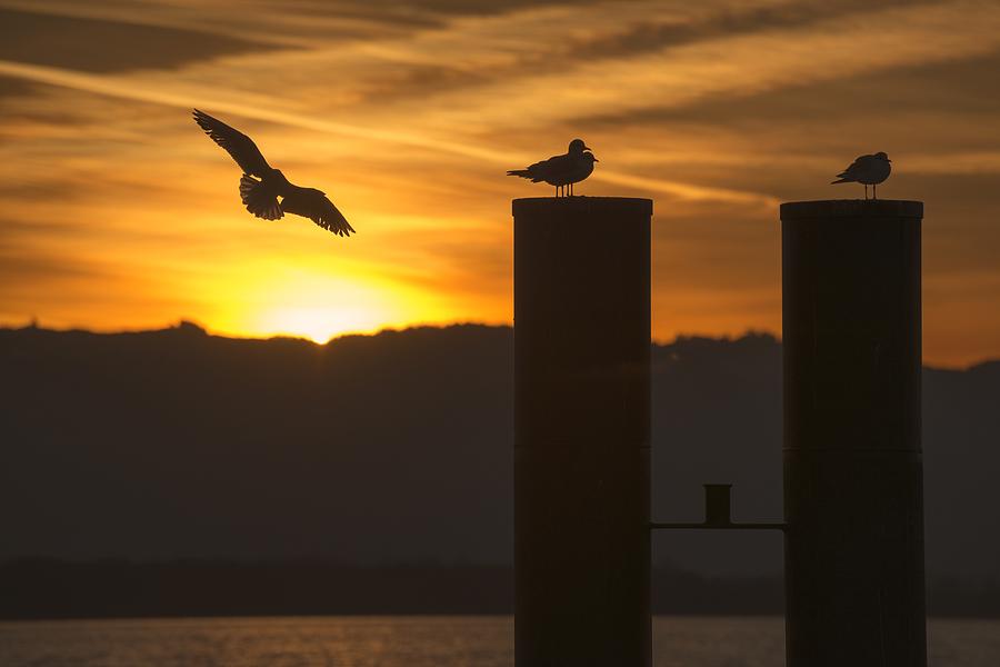 Seagull in the Sunset Photograph by Chevy Fleet