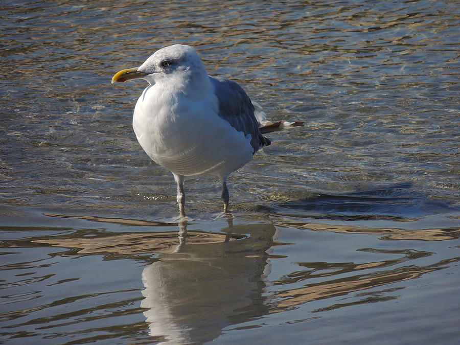 Seagull Photograph - Seagull in the water by Anastasia Konn