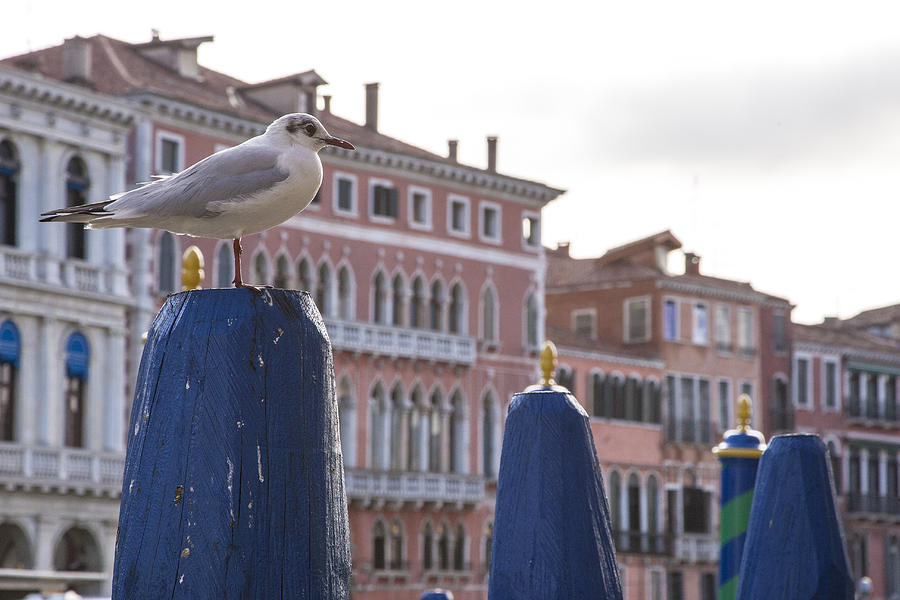 Seagull in Venice Photograph by Sonny Marcyan