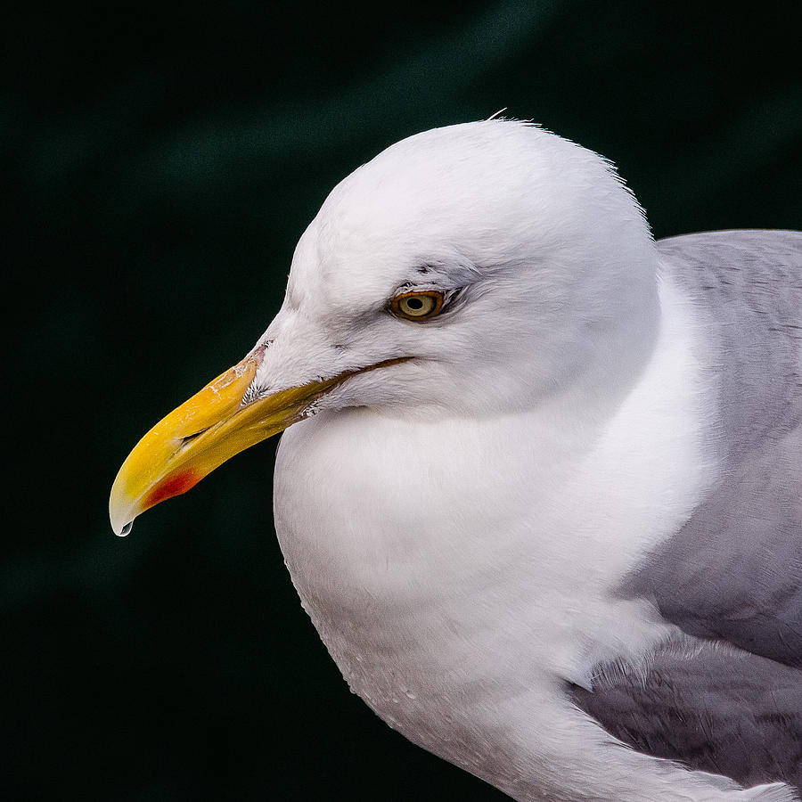 Seagull  Photograph by Jennifer Kano