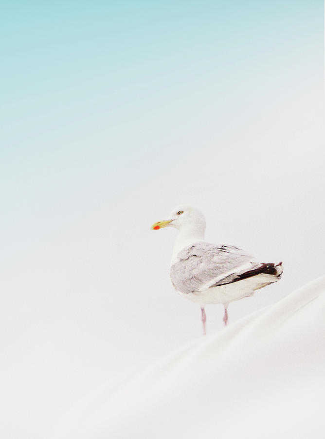 Seagull Photograph by Julia Davila-lampe
