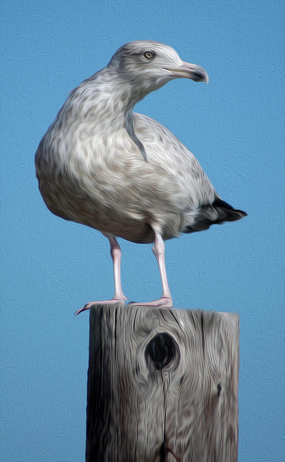 Seagull Digital Art by Kelvin Booker