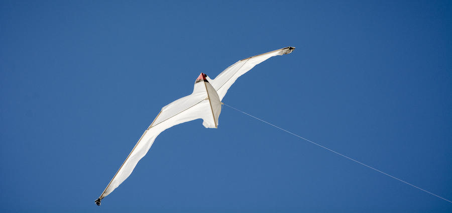 Seagull Kite Photograph by David Kay