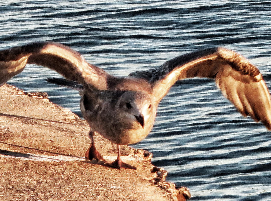 Seagull - Lake Erie Photograph by Patricia Januszkiewicz