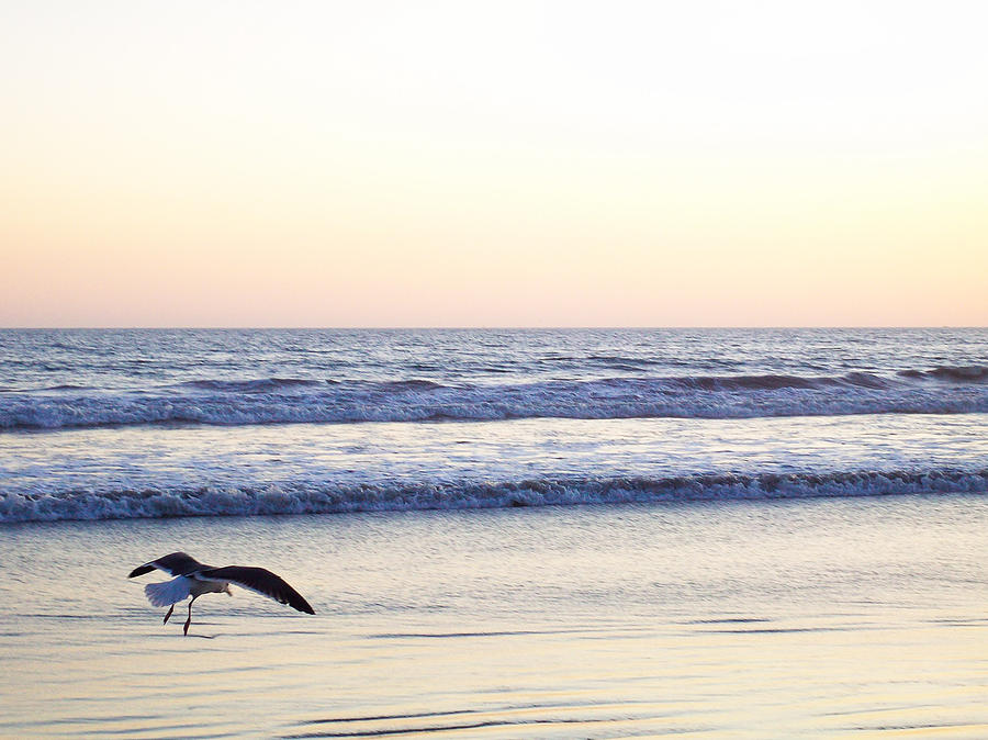 Seagull Landing Coronado California Photograph