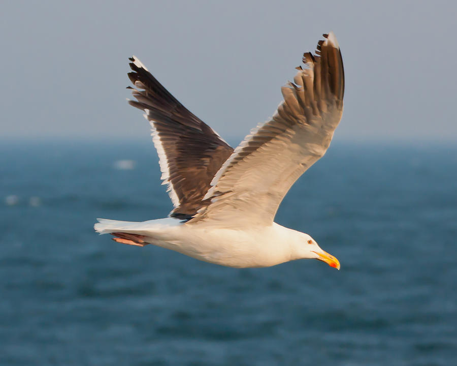 Seagull Photograph by Leigh Grundy