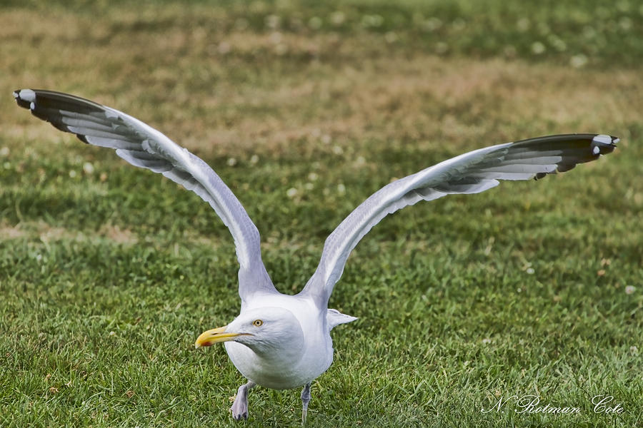 Seagull Lift Off Photograph by Natalie Rotman Cote