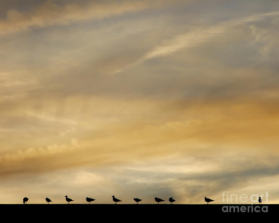Seagull Lineup Photograph by Kristen Fox