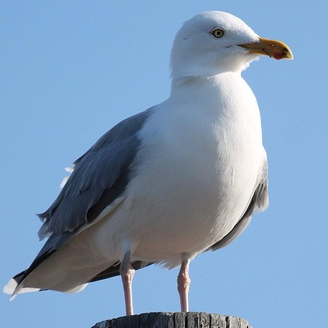 Seagull Photograph - Seagull #longisland #seagull #winter by Lisa Thomas