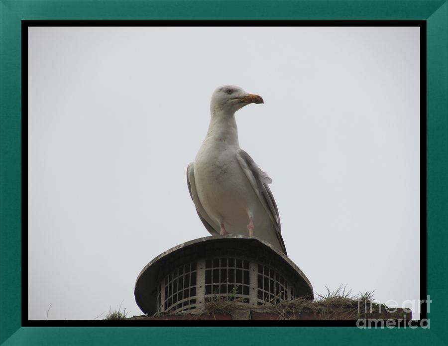 Seagull Photograph - Seagull Looking Out From Above by Sylvia Howarth