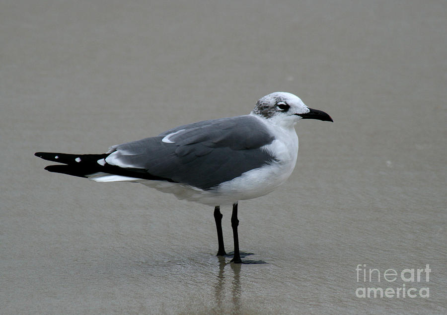 Seagull Photograph - Seagull by Lynn Jackson