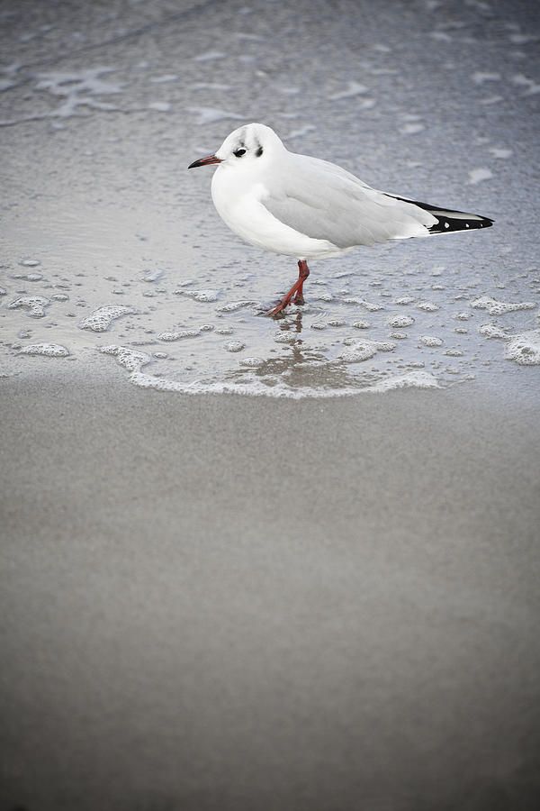 Seagull Photograph by Maria Heyens