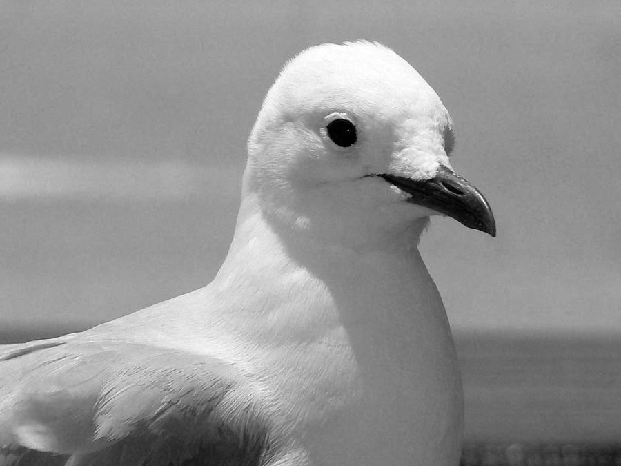 Seagull  Photograph by Marietjie Du Toit