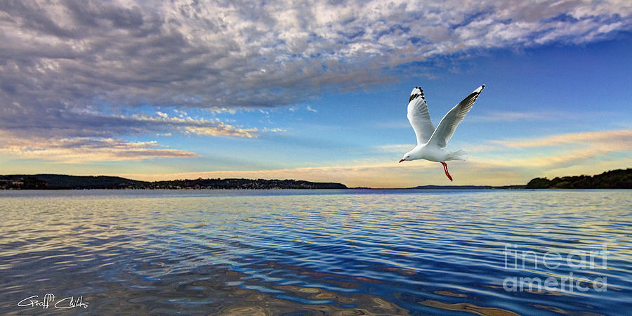 Seagull Marinescape Photograph by Geoff Childs