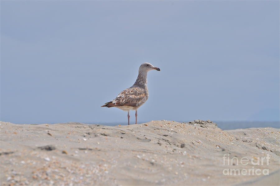 Seagull n Sand  Photograph by Bridgette Gomes