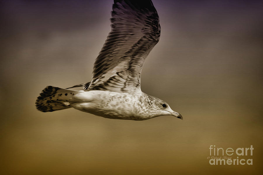 Seagull Oil Photograph by Deborah Benoit
