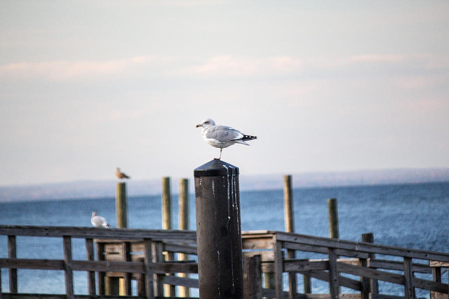 Seagull on a dock Photograph by Susan Jensen