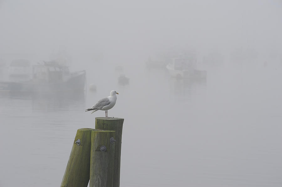 Seagull on a Foggy Morning Photograph by Mary Lee Dereske