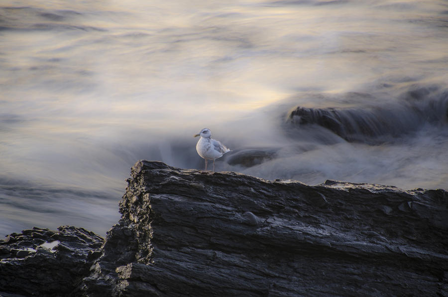 Seagull on a Rock  Photograph by Bill Cannon