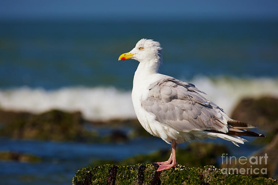 Seagull on a rock Photograph by Nick  Biemans
