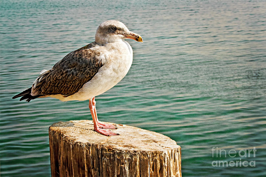 Seagull On a Wooden Pole Photograph by Gabriele Pomykaj